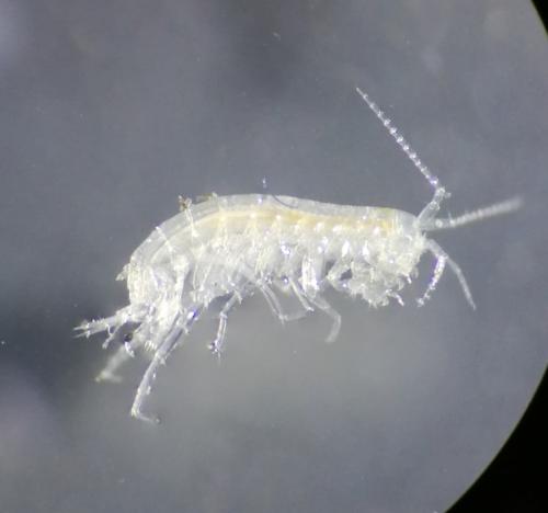 Réf. 296 715 : Niphargus vandeli